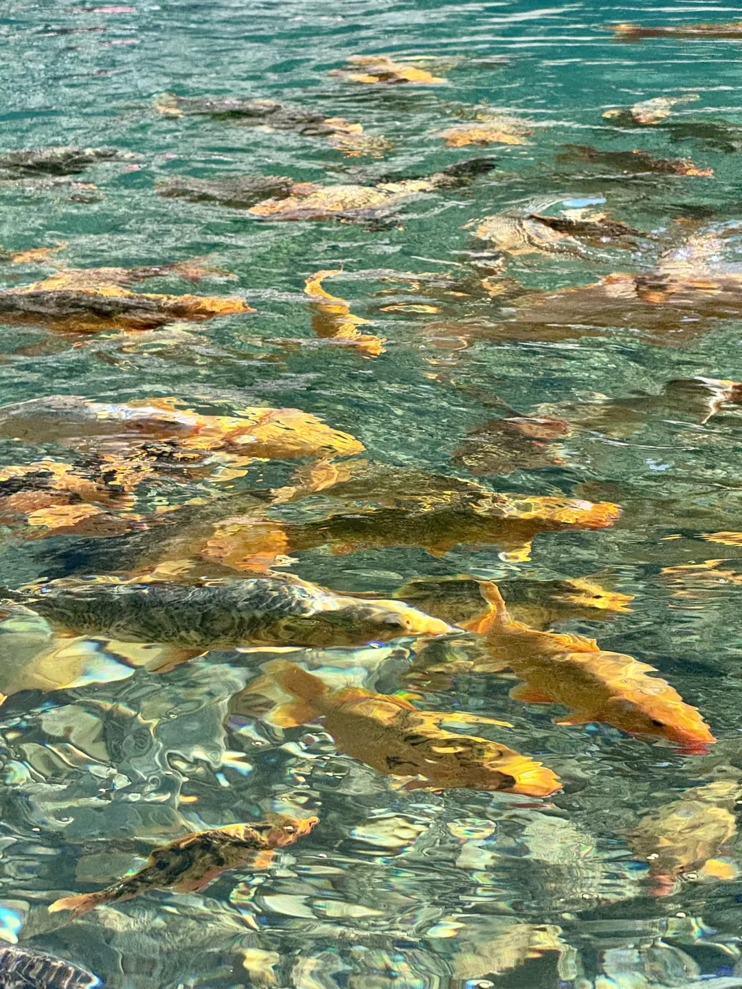 仙居玩水新发现｜小众撩朱线超绝🔥