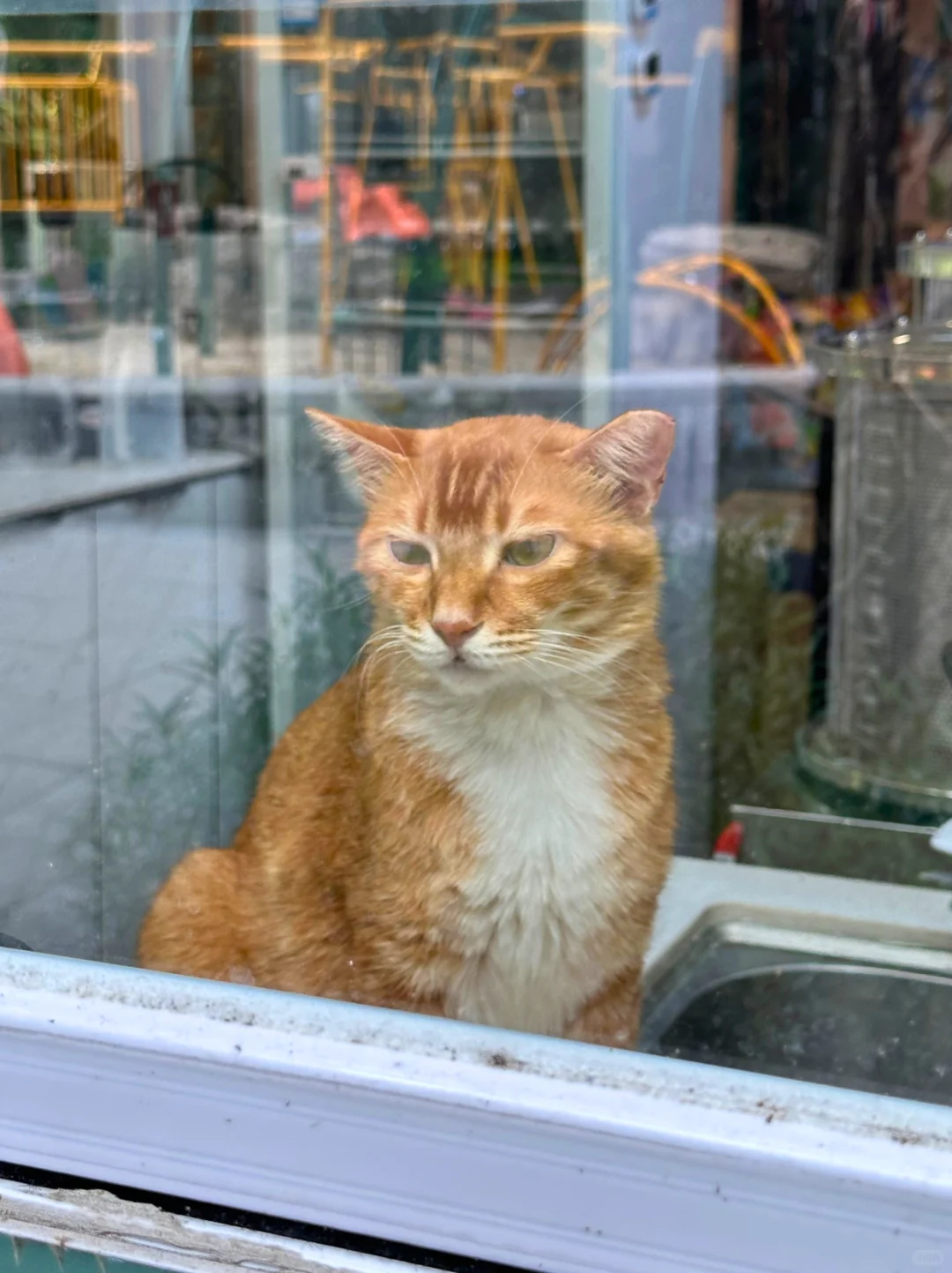 藏在CBD的遛娃宝地｜撸猫天堂+野餐圣地！