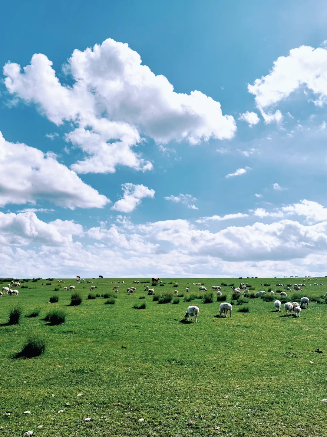 谁还没来❗️北京周边被狠狠低估的小众草原❗️