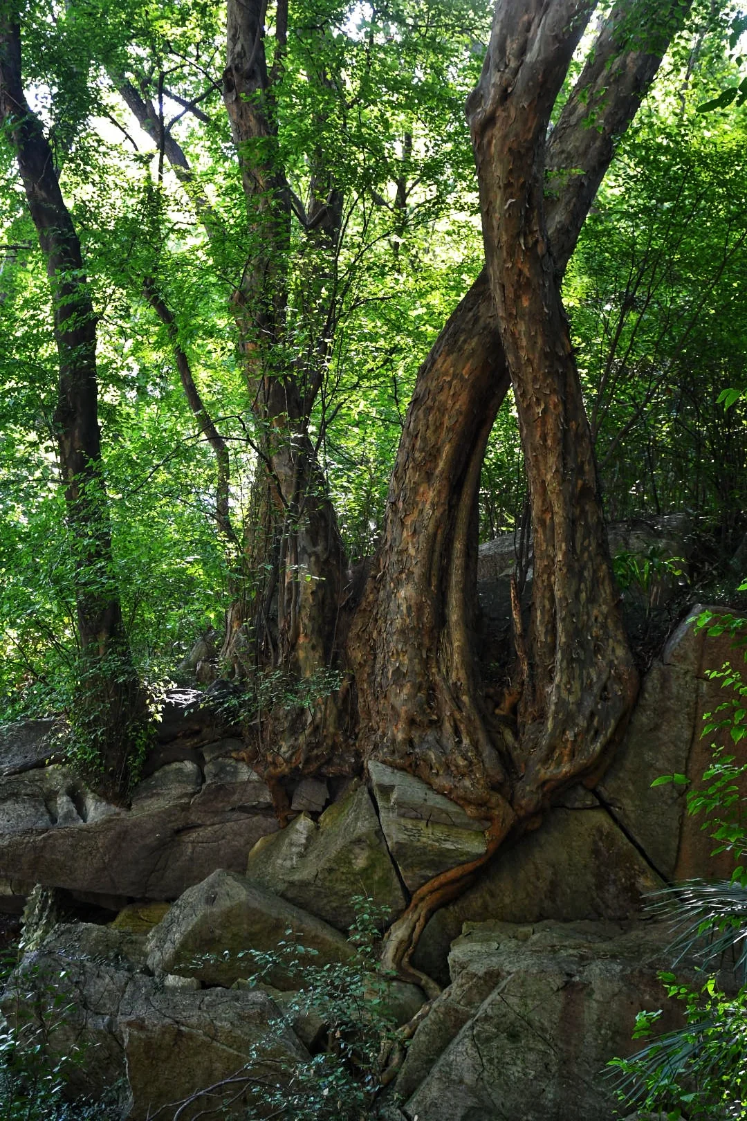 我的琅琊山全程体验第一条请切记切记！