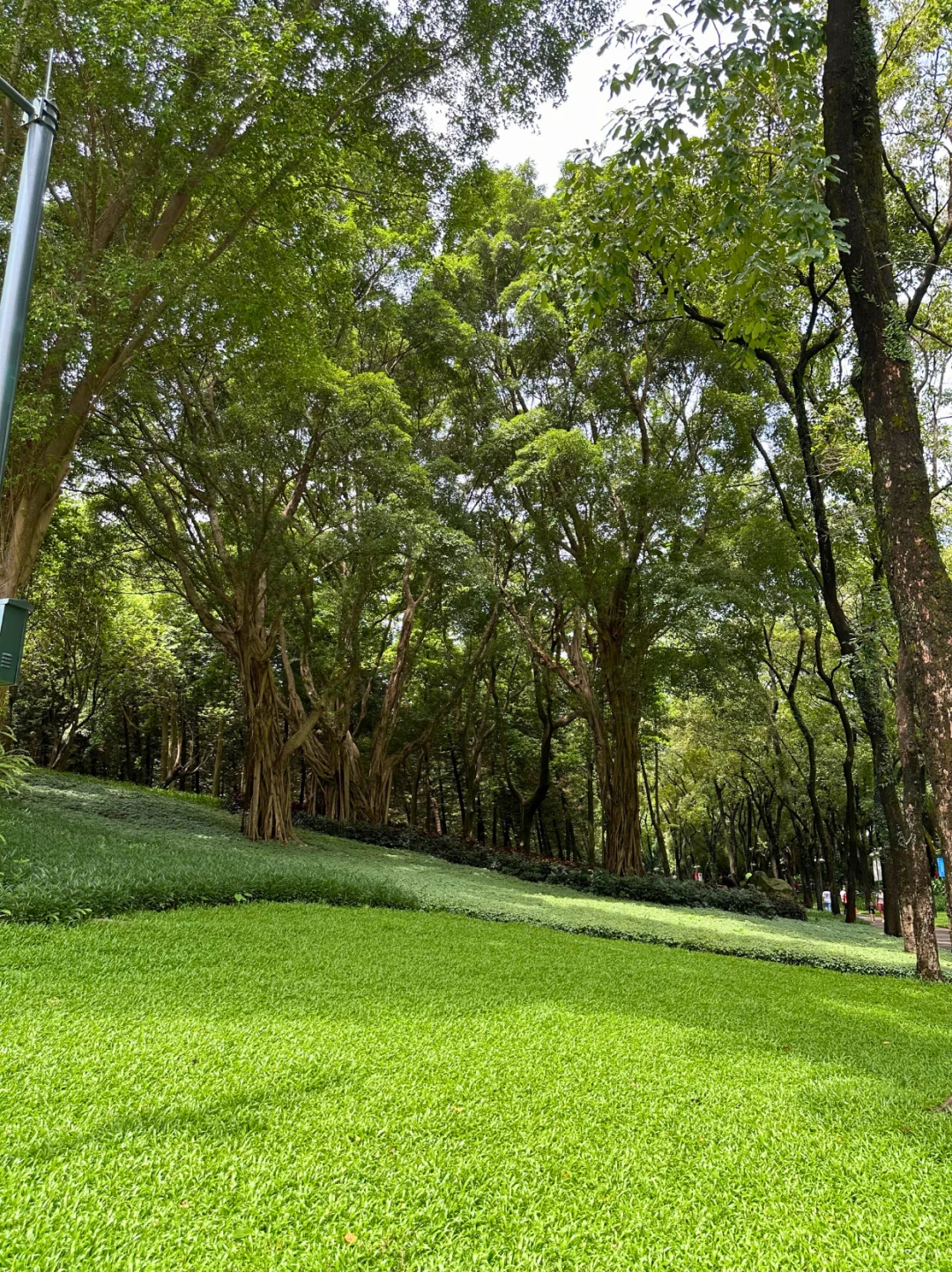 藏在CBD的遛娃宝地｜撸猫天堂+野餐圣地！