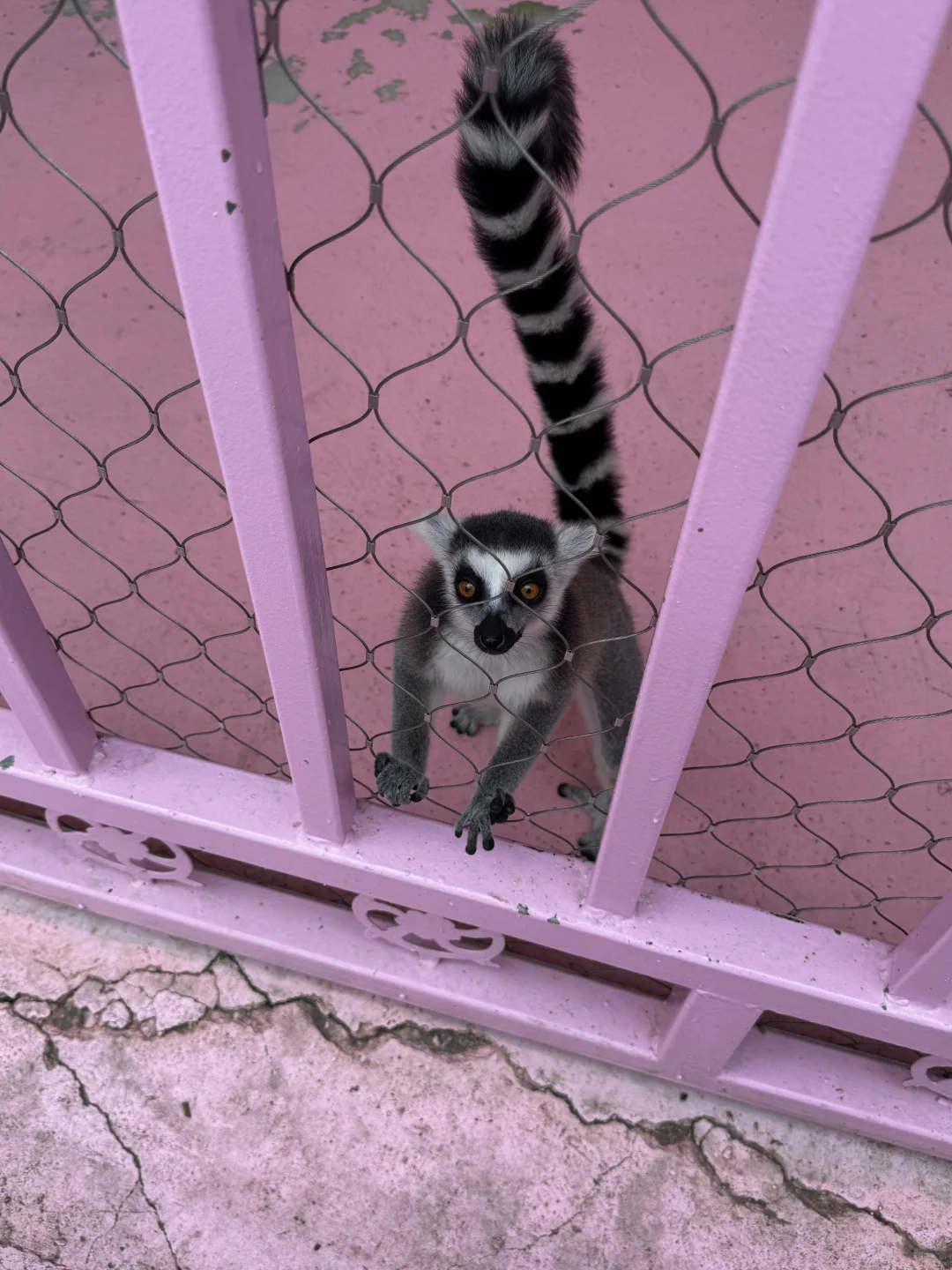 周六渔岛亲测！感觉有1亿人！攻略直接抄🏖️