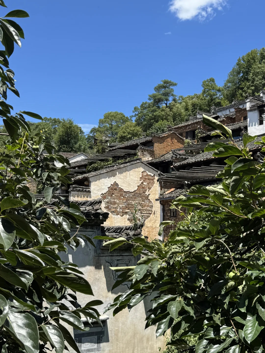 没晒到秋 却要被晒化了🔥