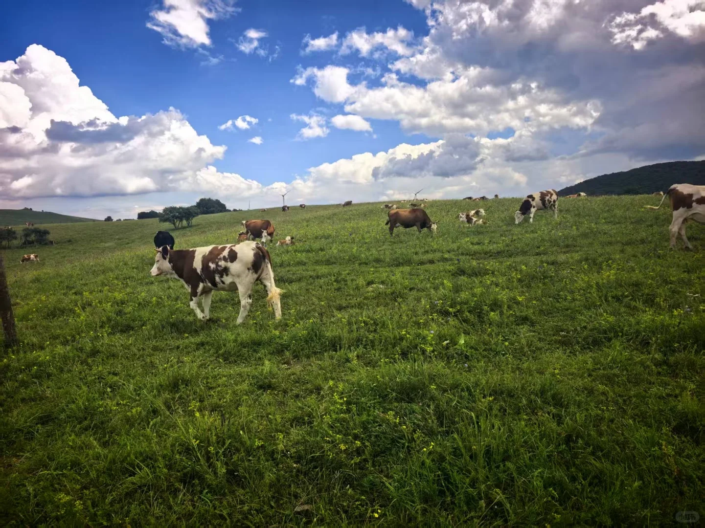 这个夏天总要去趟草原吧！