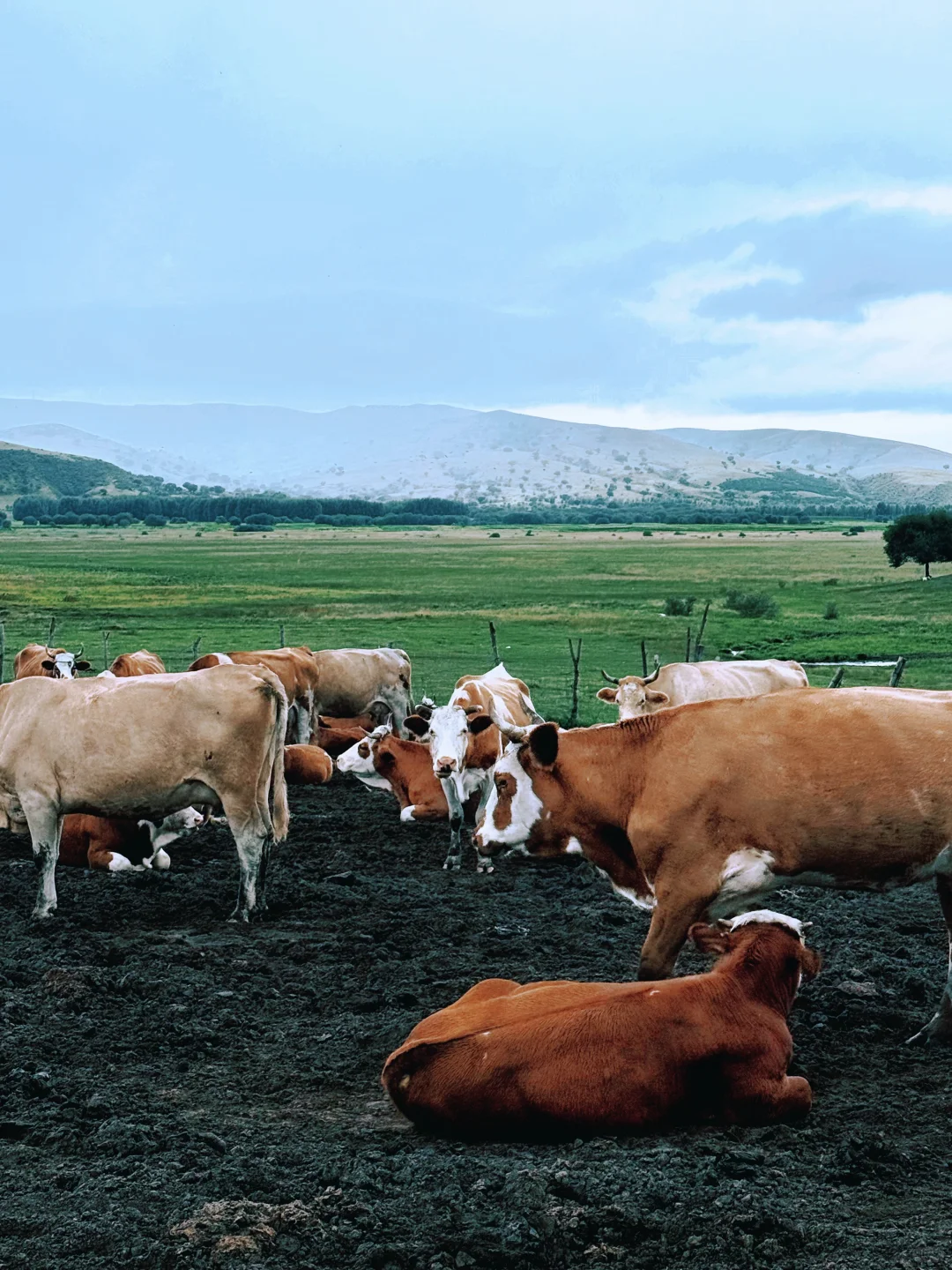 谁还没来❗️北京周边被狠狠低估的小众草原❗️