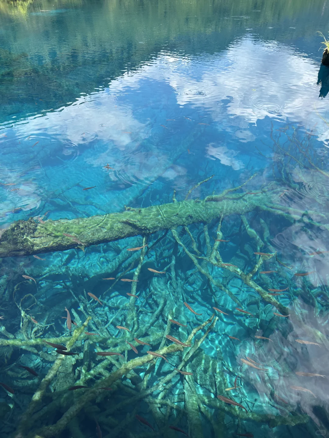 “九寨沟➕四姑娘山双桥沟”详细攻略送上