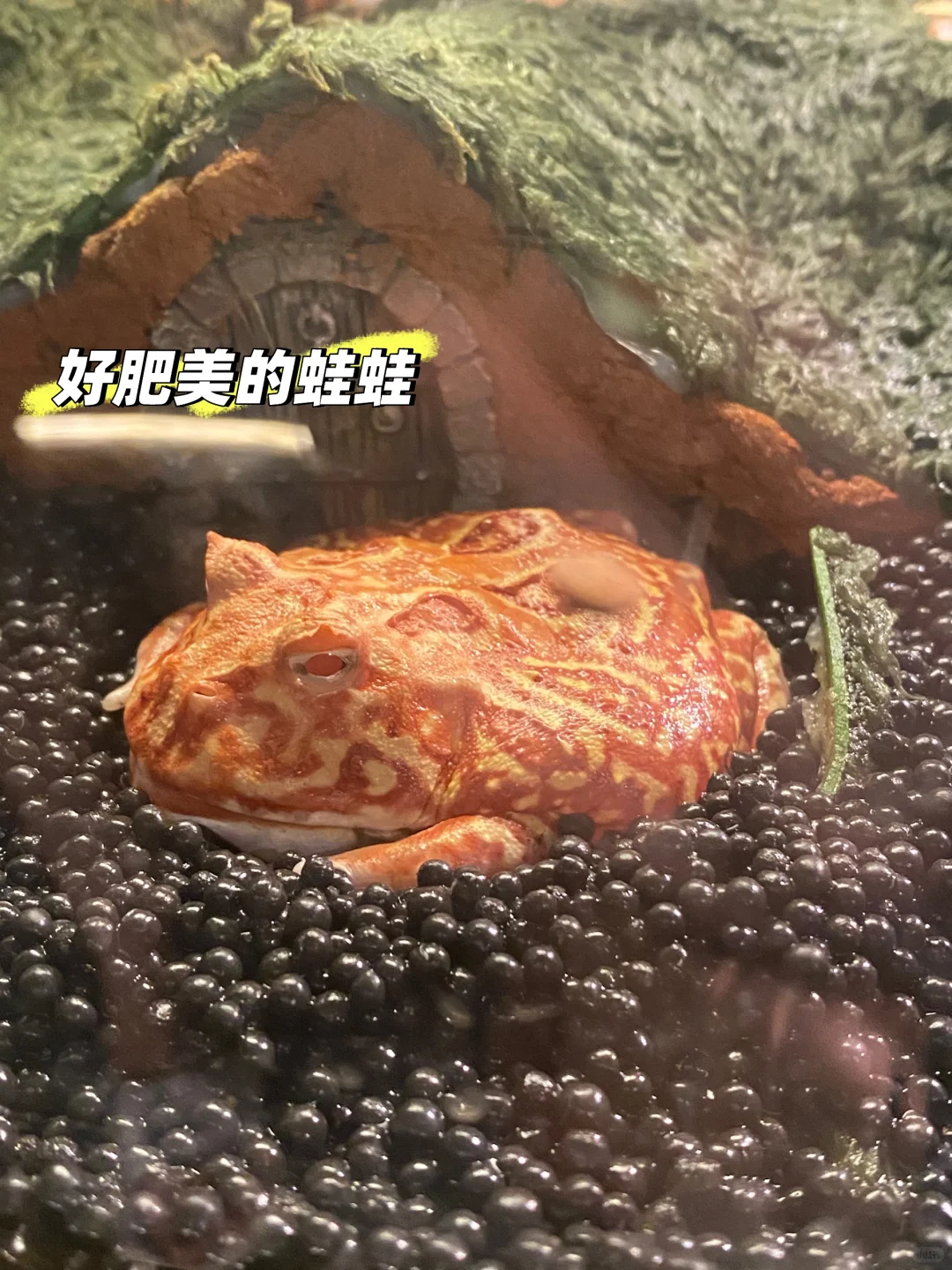 来哈尔滨极地公园玩啦