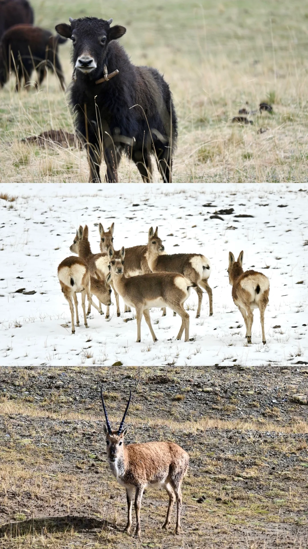 西北是一场五彩斑斓的梦（附超详细攻略一）