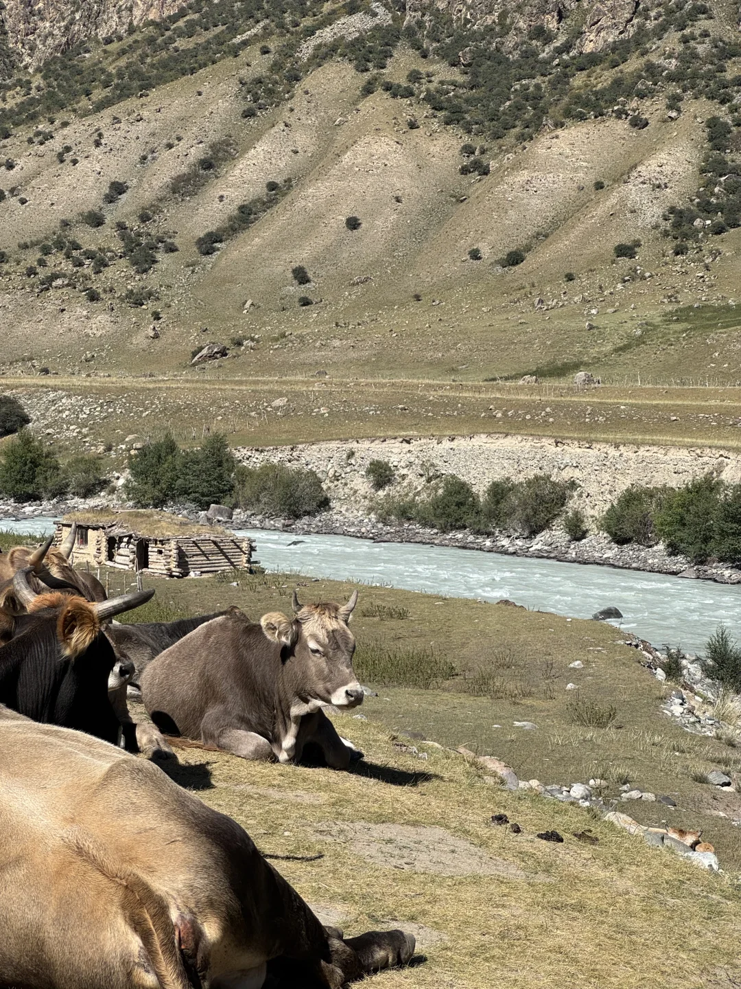 麦田雪山牛羊玉湖