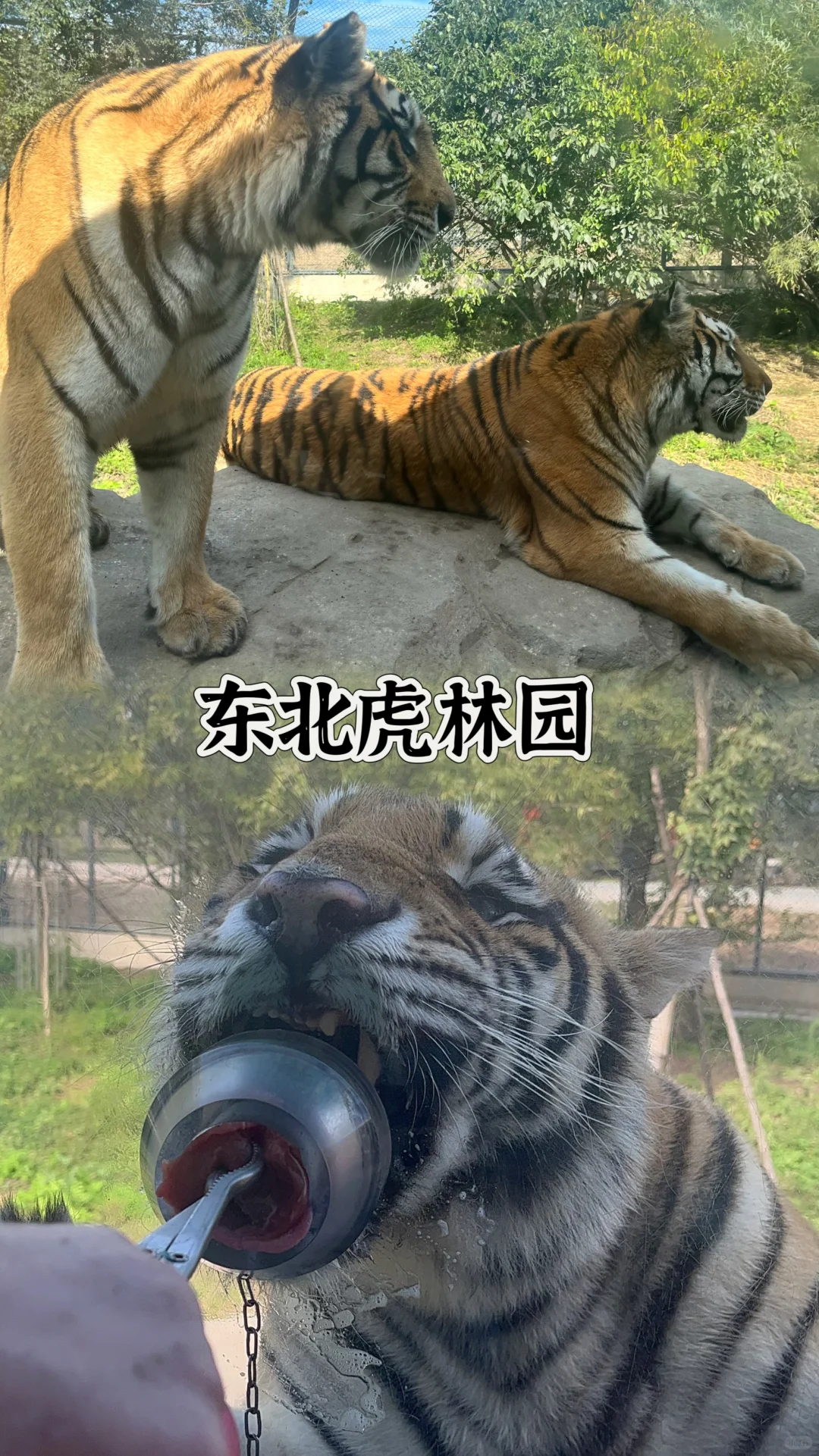 夏天去哈尔滨也太舒服了吧