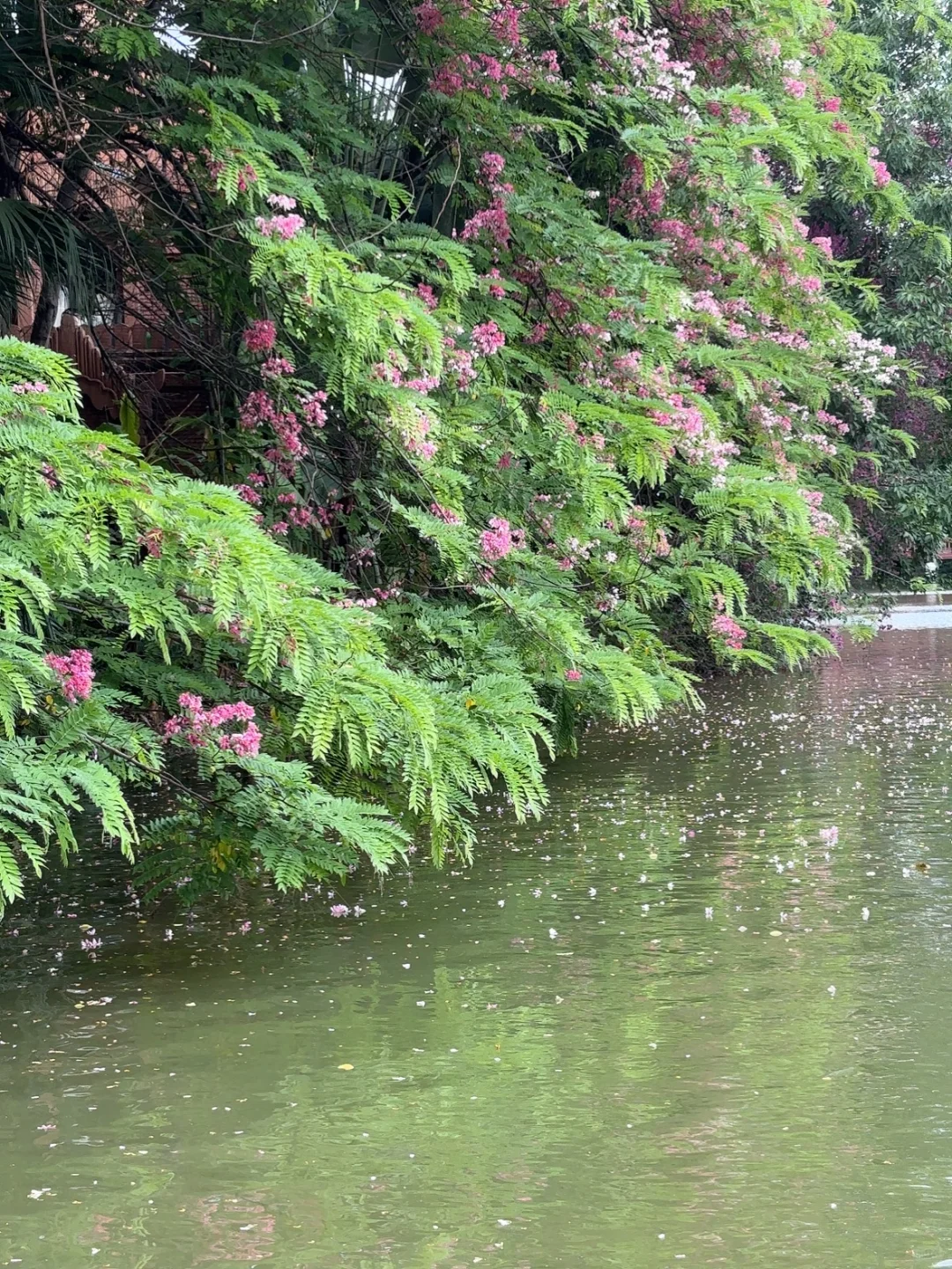 熬夜写的5千字云南旅游攻略！情侣闺蜜抄作业