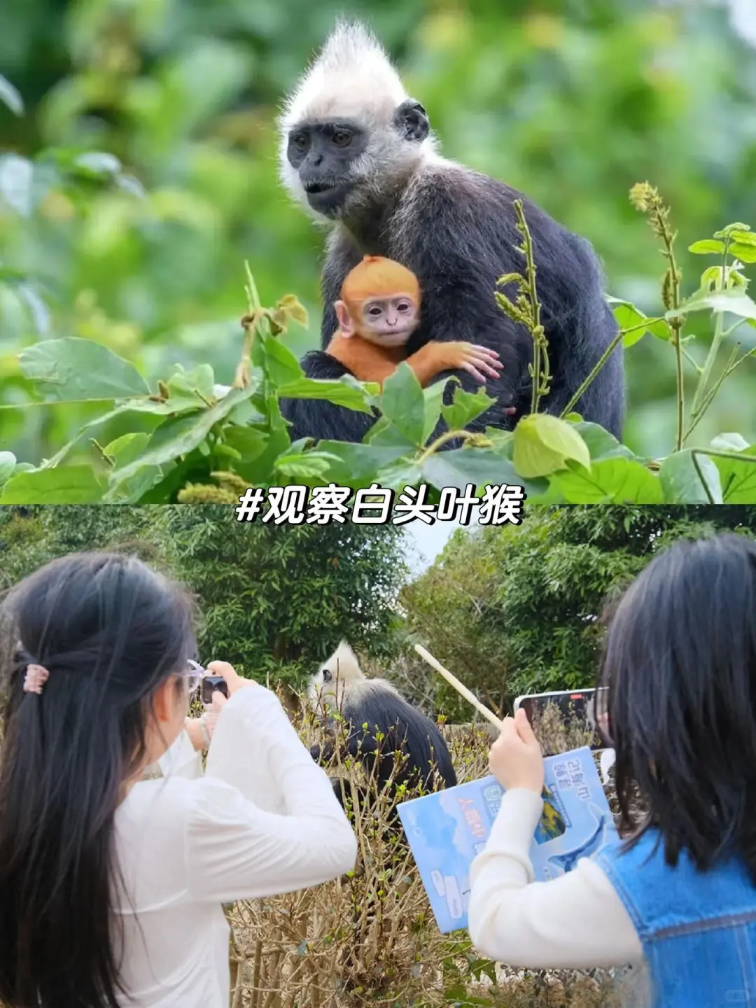实话难听，提醒节假日带娃去崇左钦州的（不删