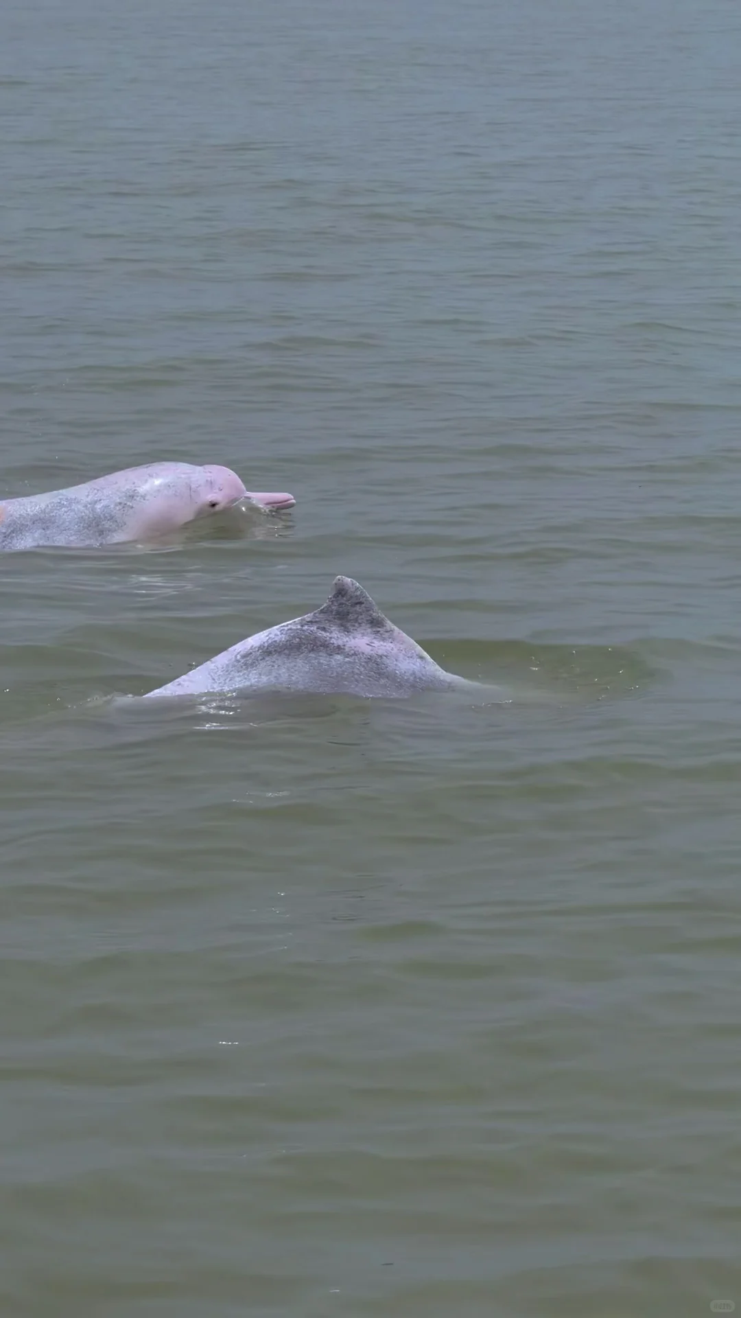实话难听，提醒节假日带娃去崇左钦州的（不删
