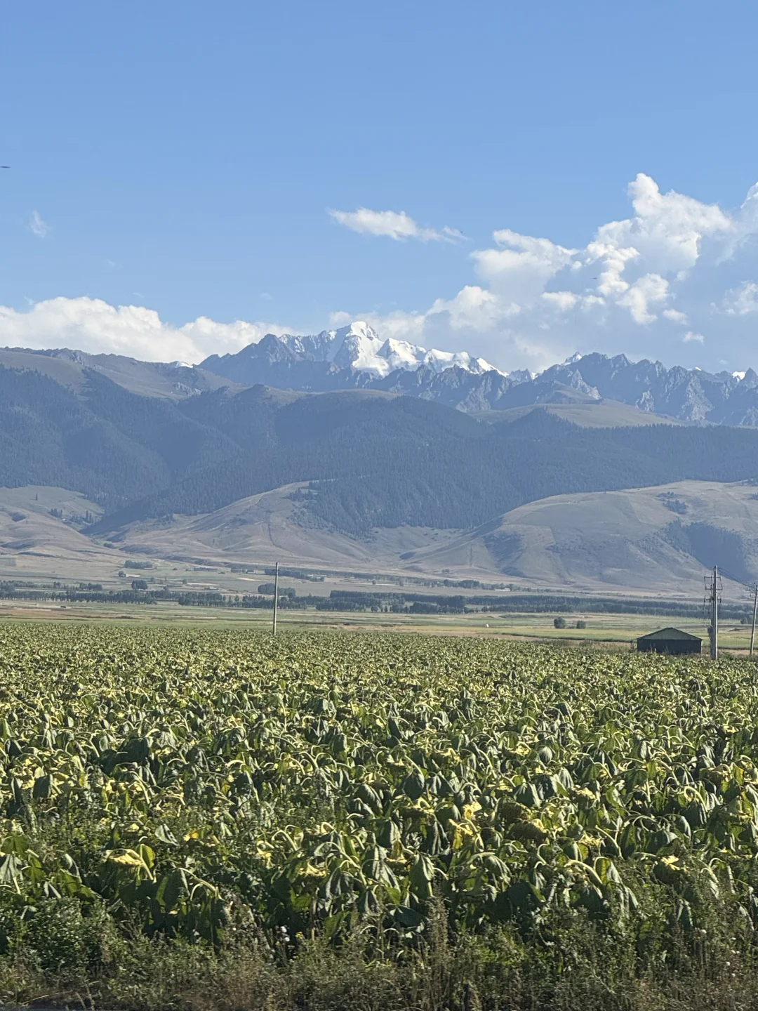 麦田雪山牛羊玉湖