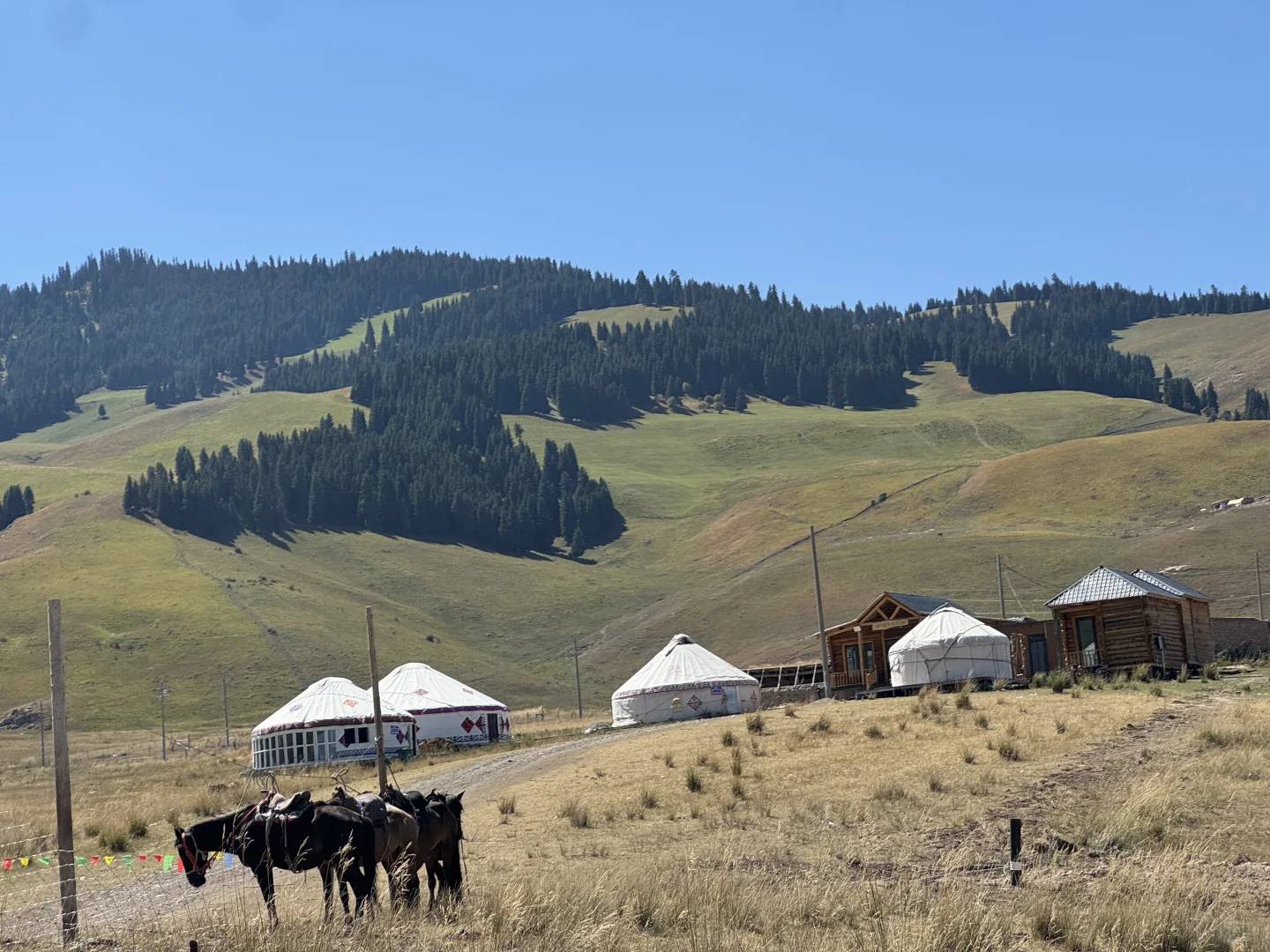 麦田雪山牛羊玉湖