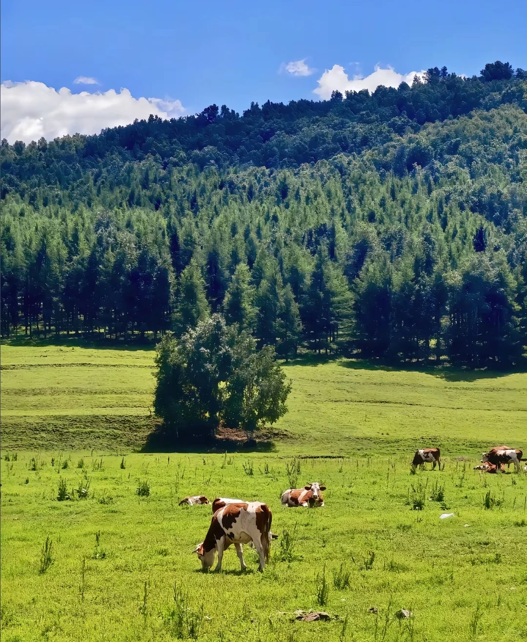 ✨【逃离城市计划｜赤峰人的天然氧吧🌿】