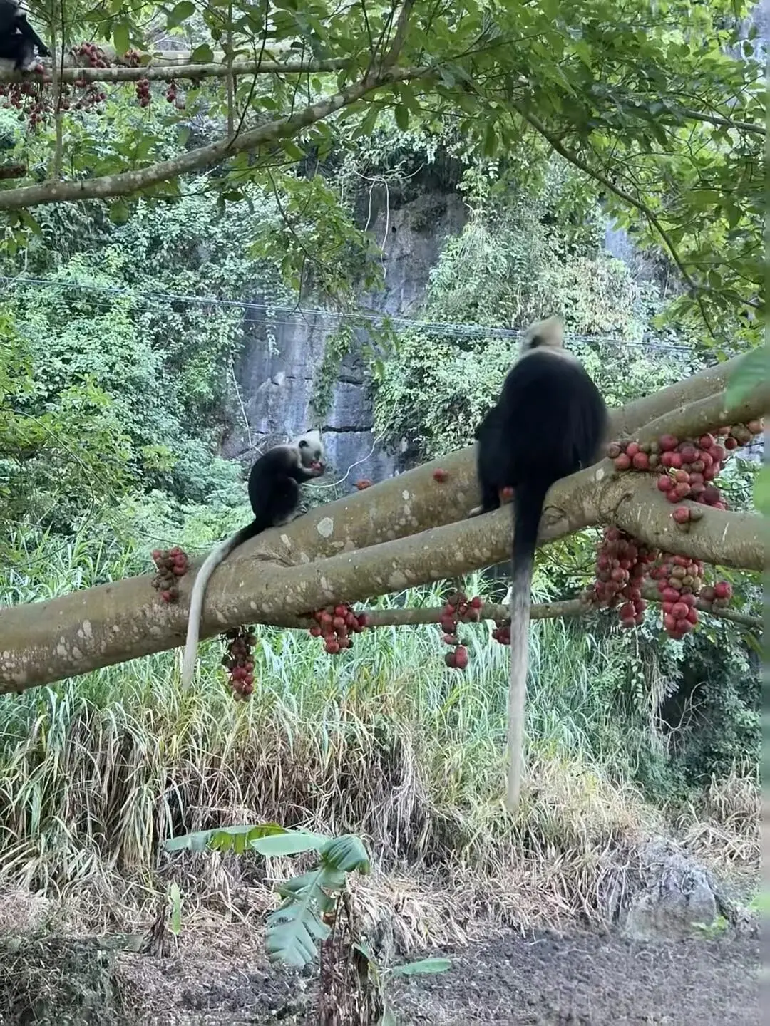实话难听，提醒节假日带娃去崇左钦州的（不删