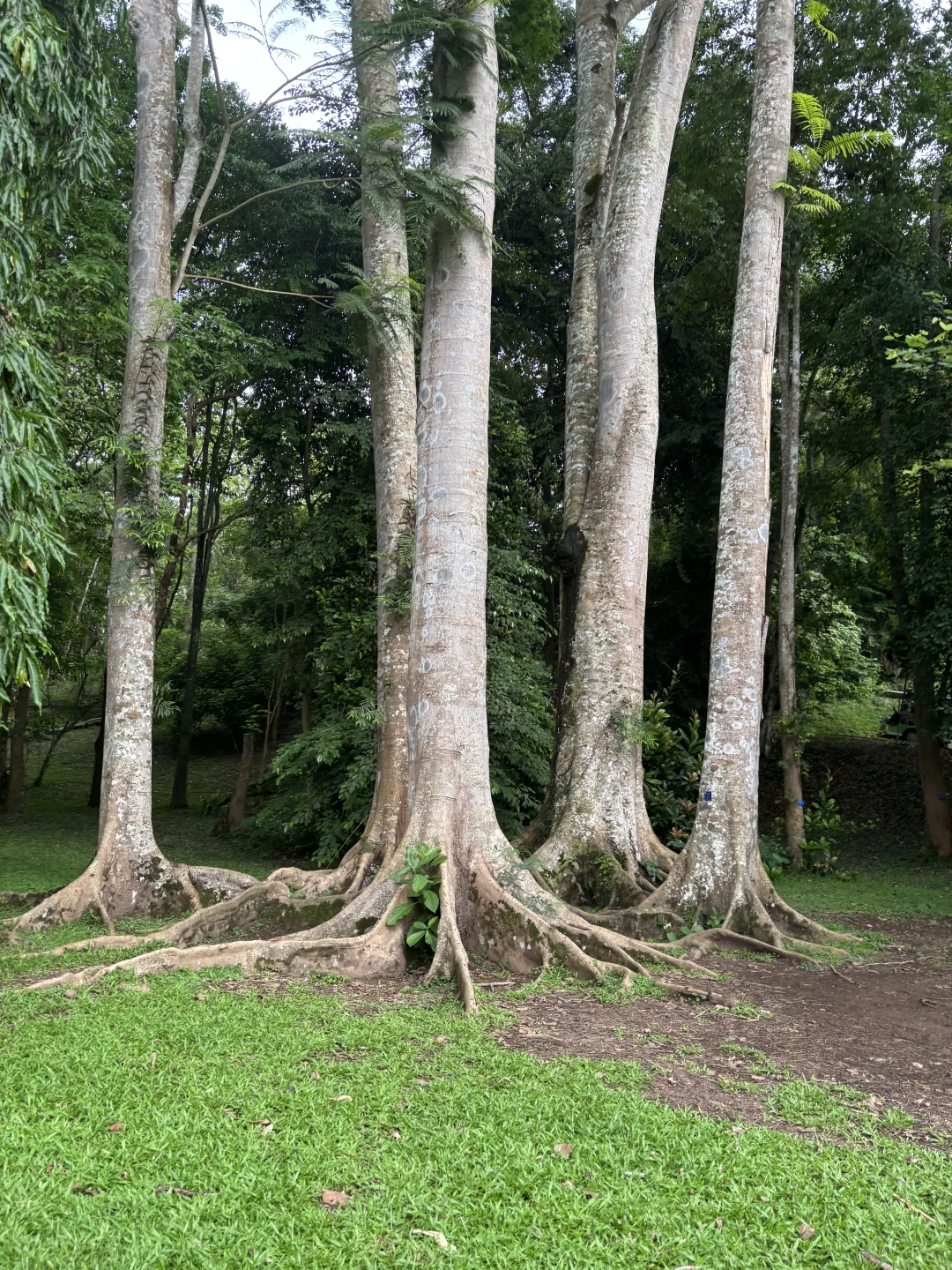 熬夜写的5千字云南旅游攻略！情侣闺蜜抄作业