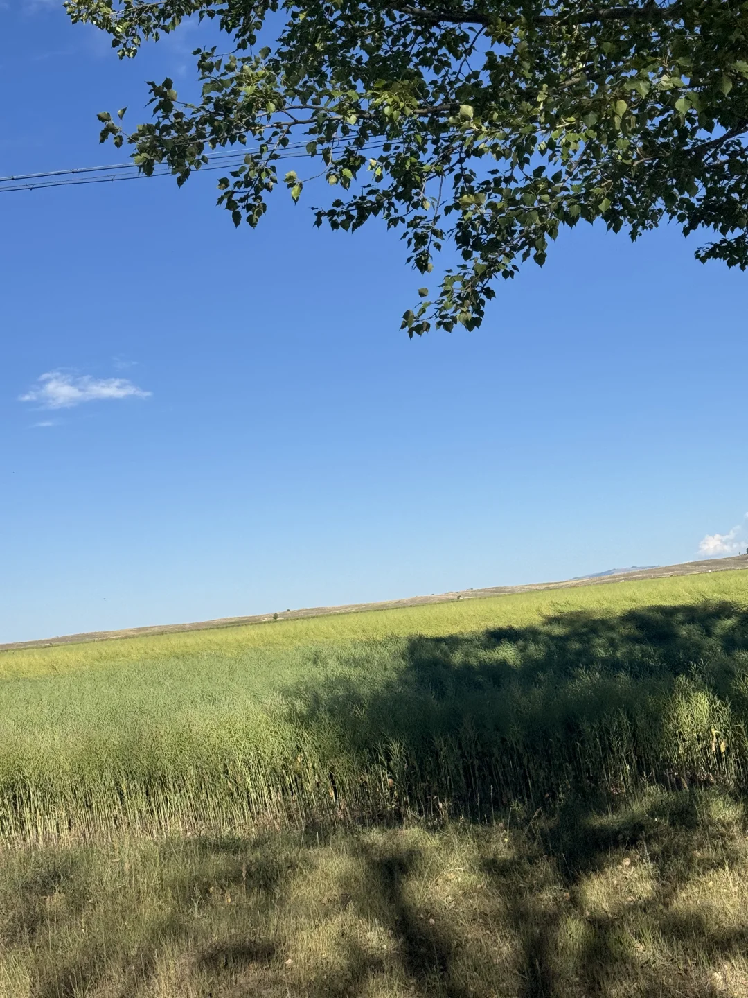 麦田雪山牛羊玉湖