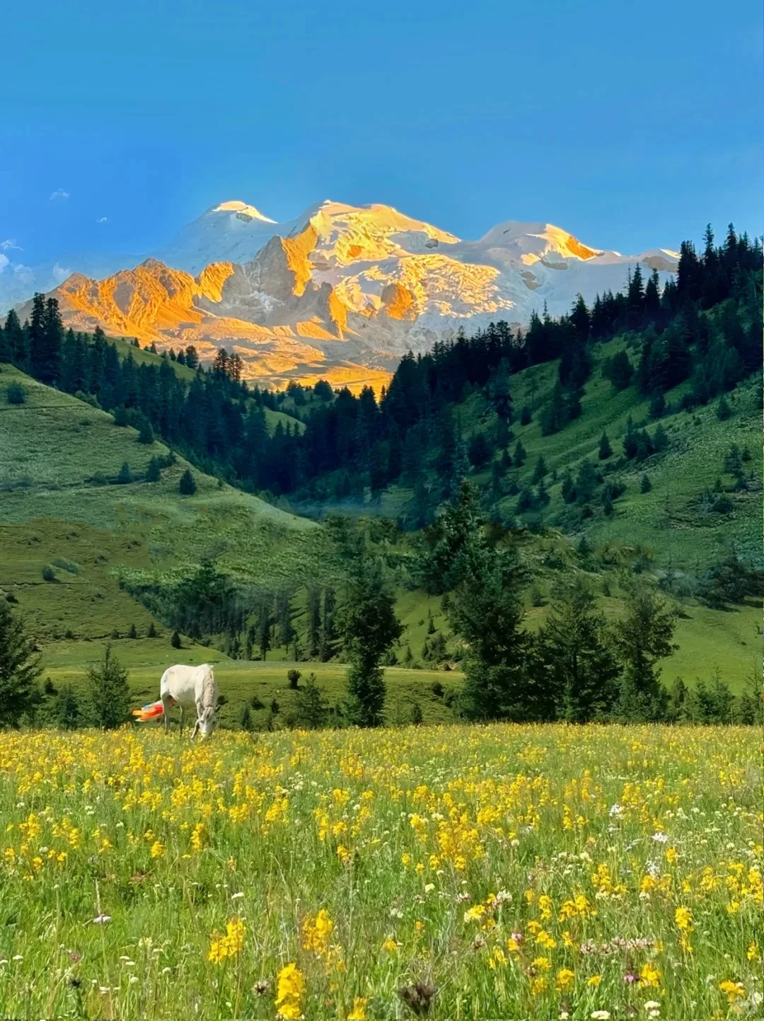 不在瑞士...7-8月的川西🏔！！美到失语😭