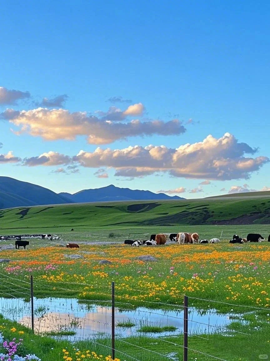 不在瑞士...7-8月的川西🏔！！美到失语😭