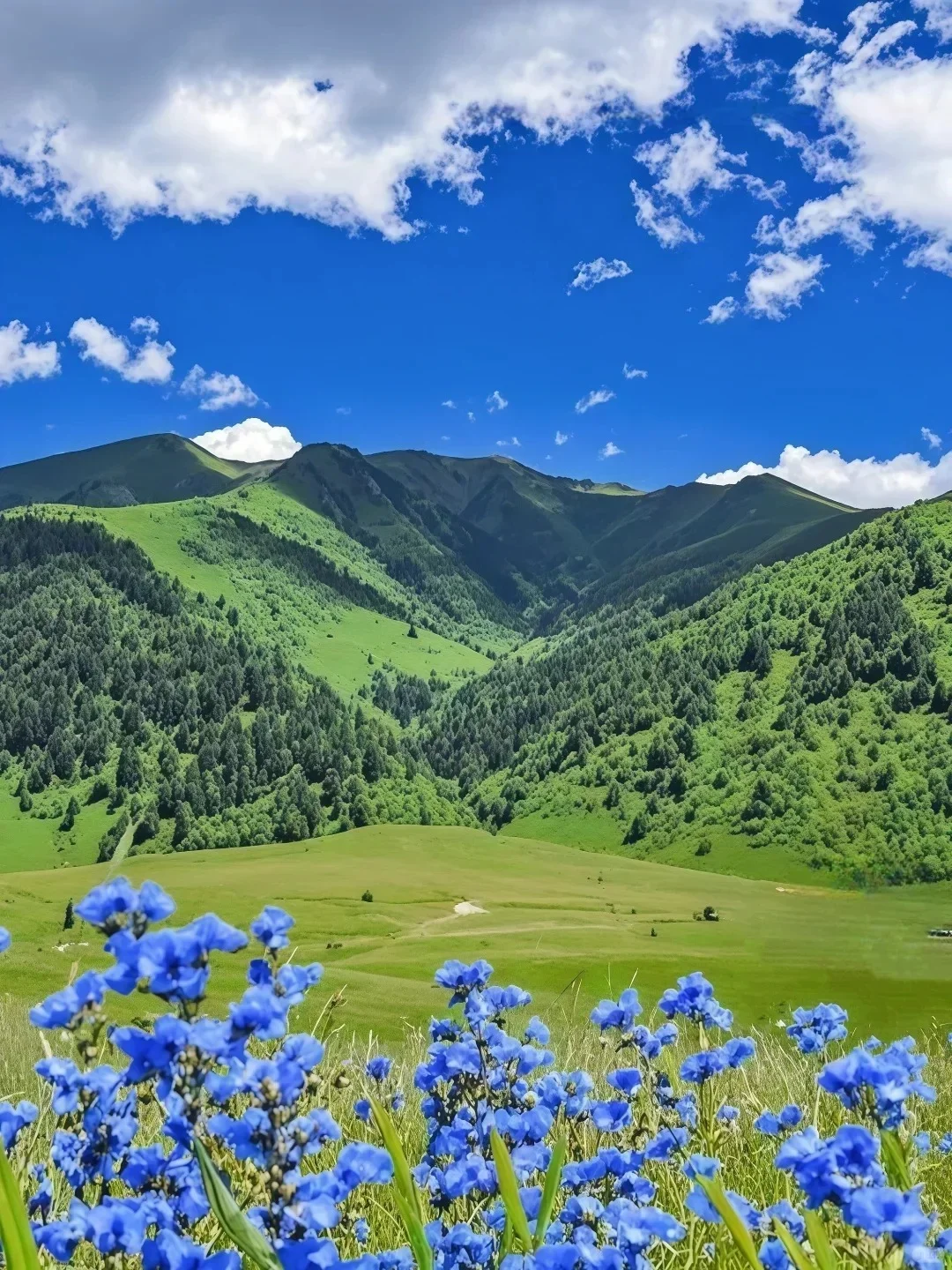 不在瑞士...7-8月的川西🏔！！美到失语😭