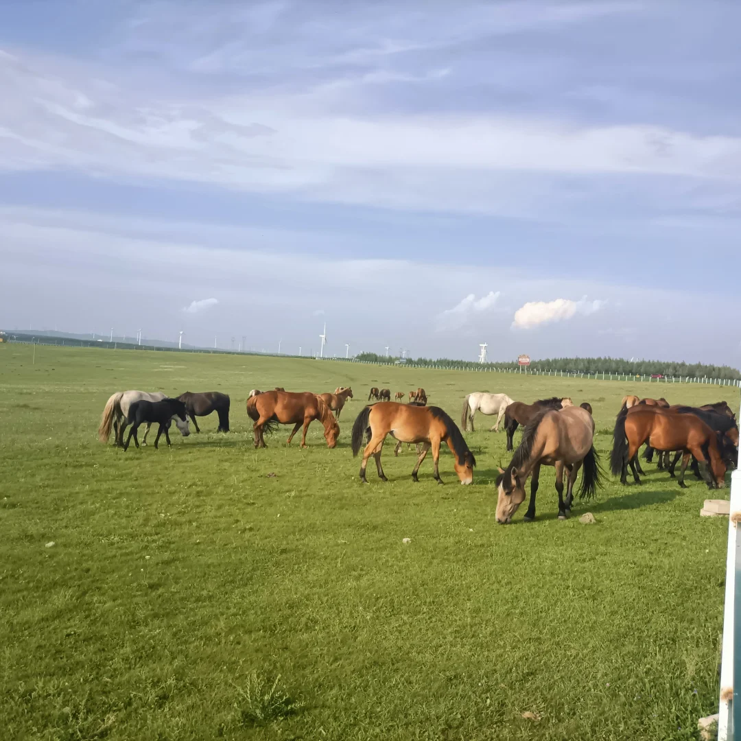 呼和浩特旅四天三晚，旅游攻略