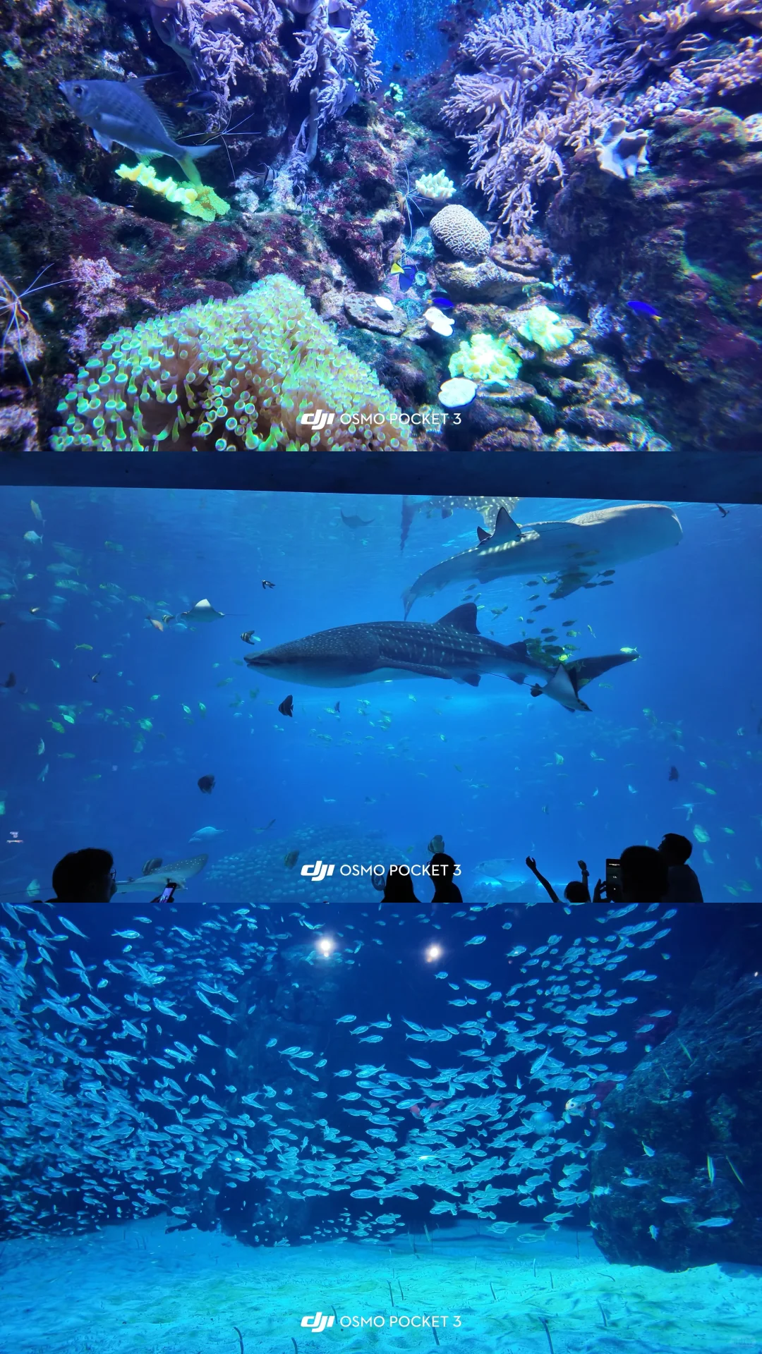 求大家不要放过这个珠海