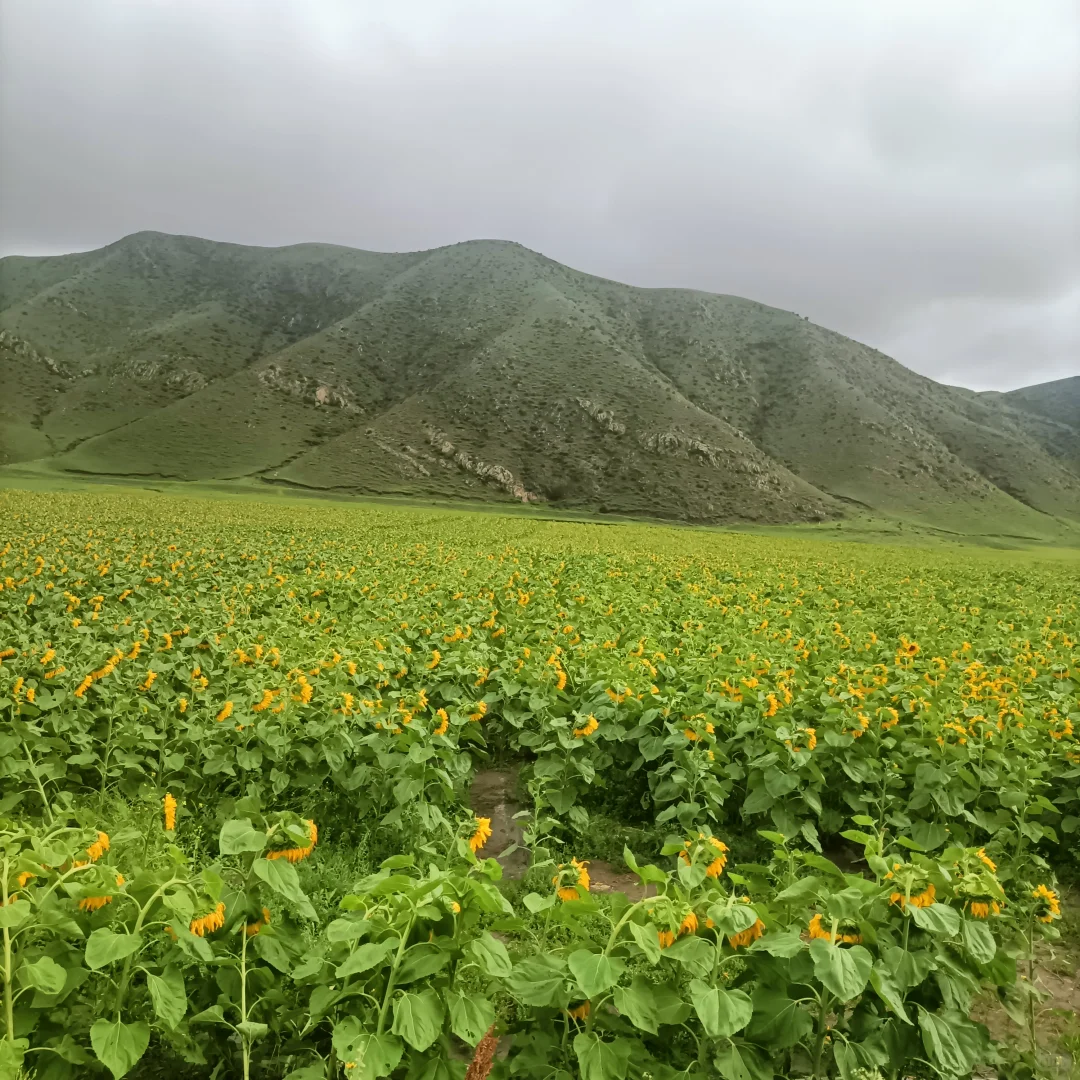 呼和浩特旅四天三晚，旅游攻略