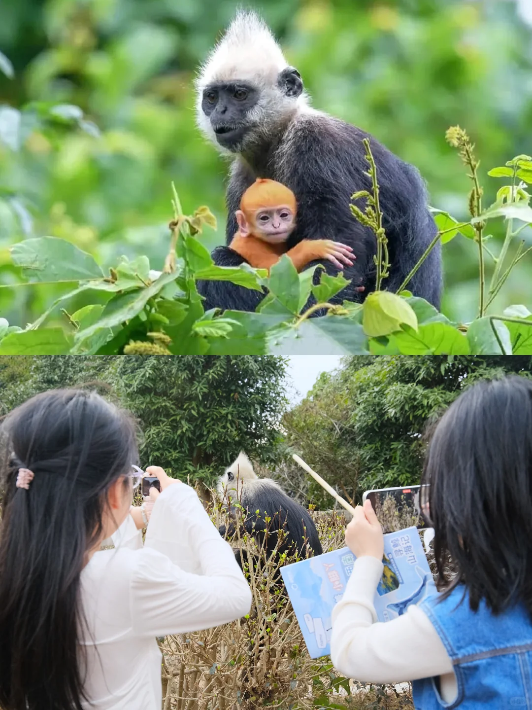 放弃三亚❗假期来崇左旅游，真比新西兰震撼