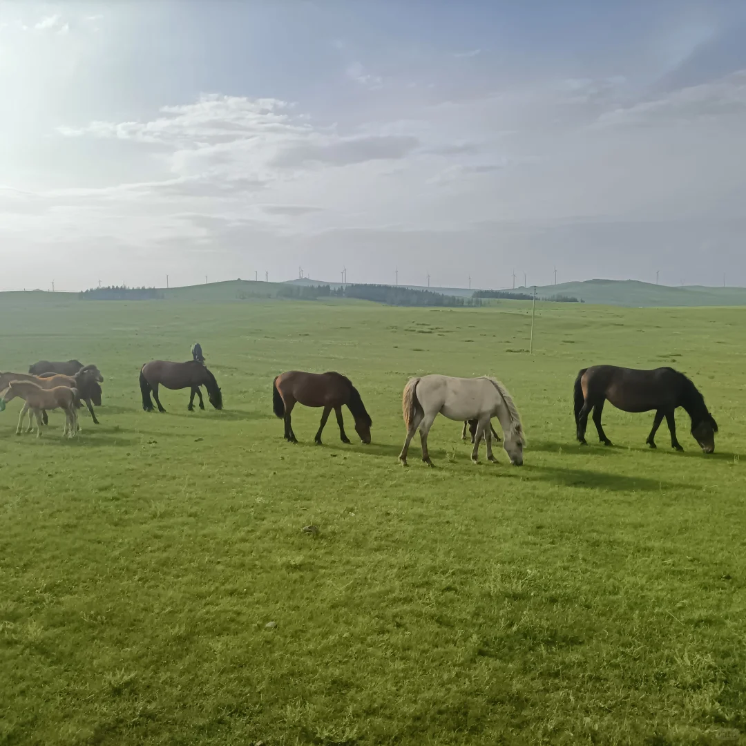 呼和浩特旅四天三晚，旅游攻略