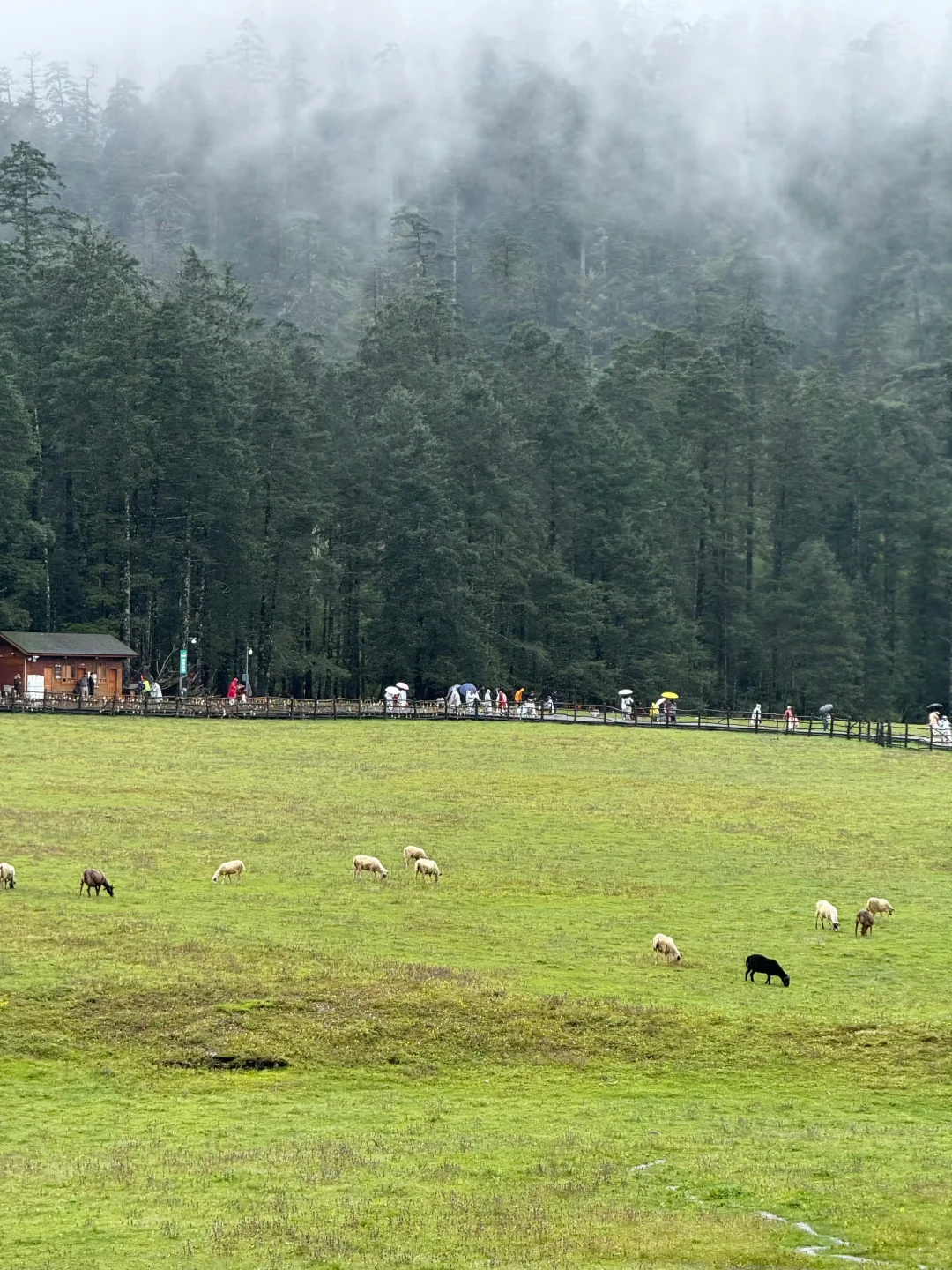 对自己熬夜做的丽江攻略满意得睡不着…😭