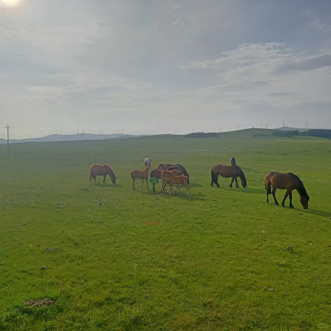 呼和浩特旅四天三晚，旅游攻略