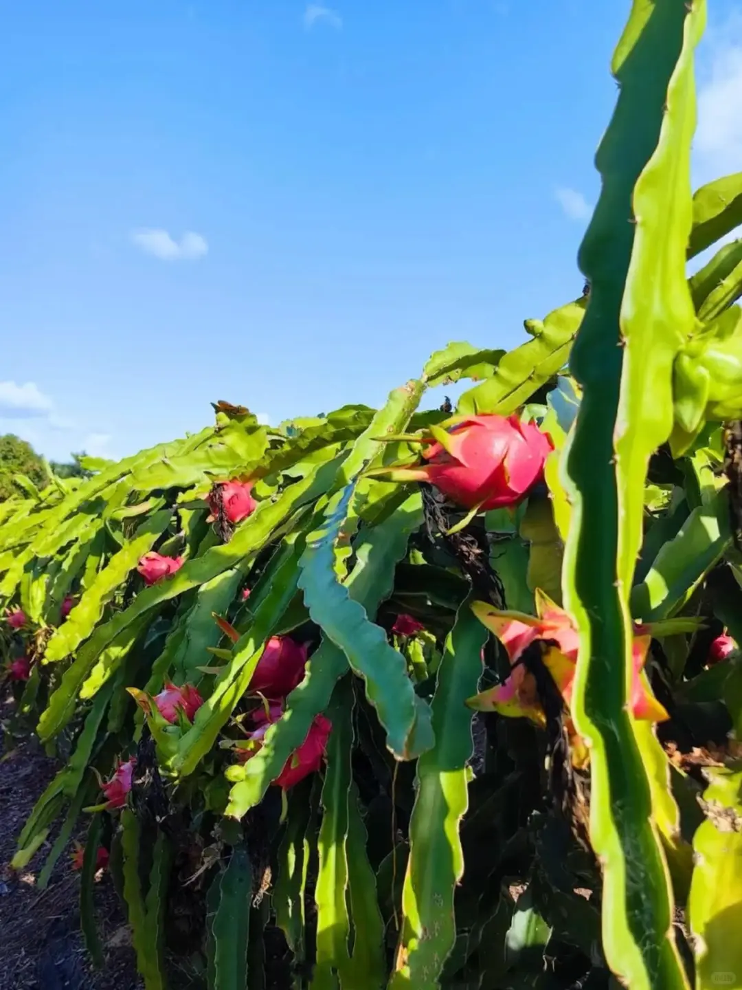 带娃二刷贵州，娃说比迪士尼好玩，强推！