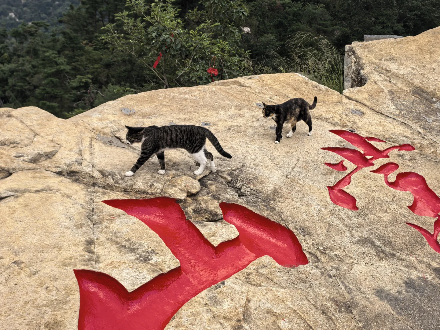 强烈安利临沂 沂蒙山龟蒙景区！！！