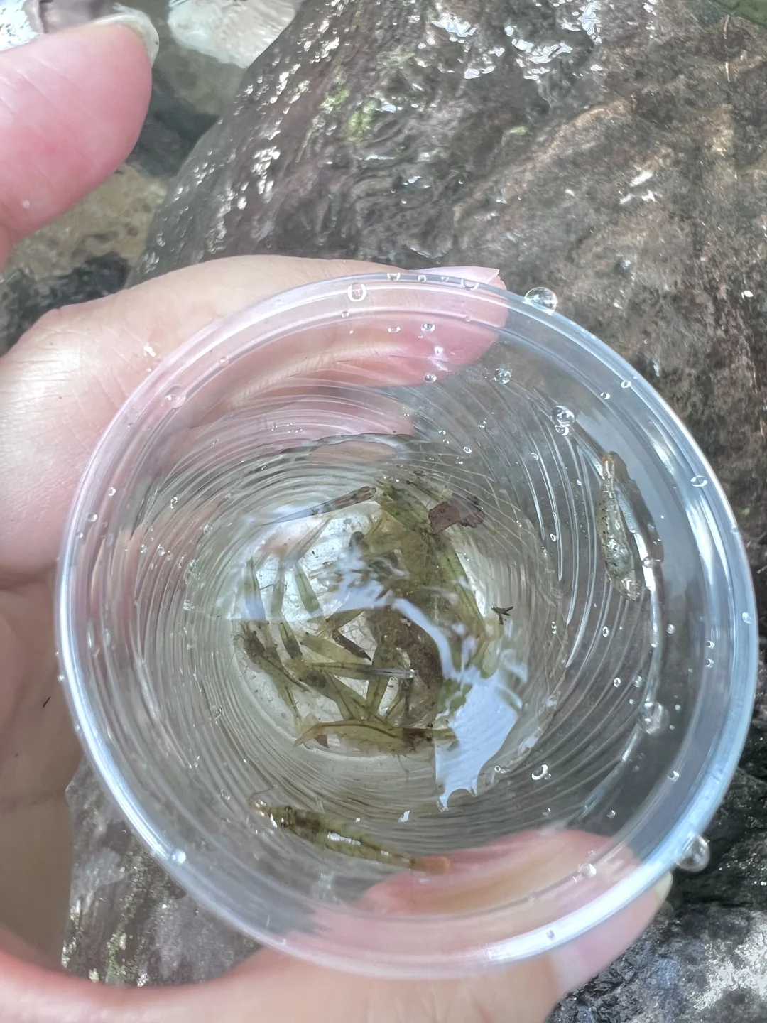 溯溪玩水捞鱼，这才是童年正确的打开方式呀！