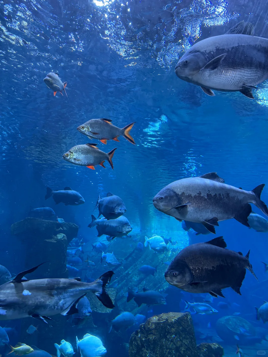 🌟郑州银基动物王国一日游超全攻略来啦！🌟