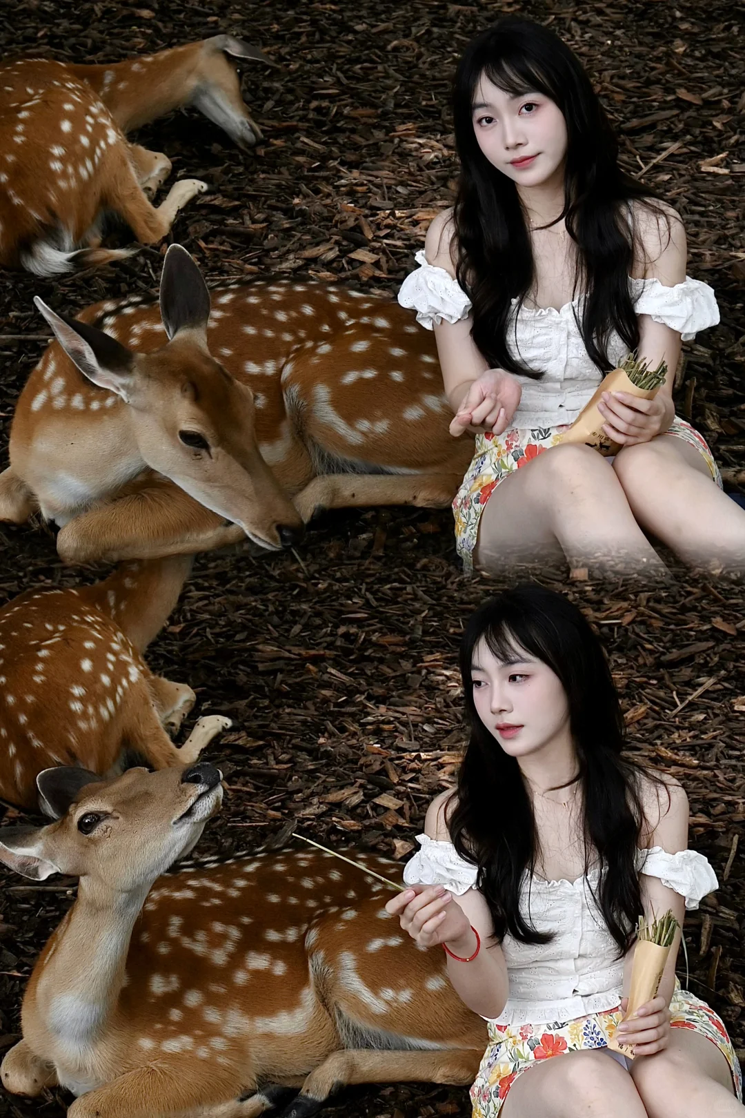 明孝陵免费得起早！！（不花钱看鹿🦌攻略）