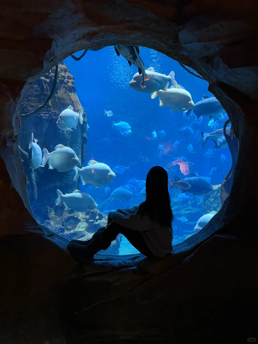 🌟郑州银基动物王国一日游超全攻略来啦！🌟