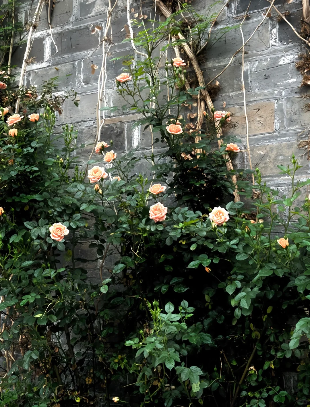 音乐台用dazz啊！！！妥妥富士✅