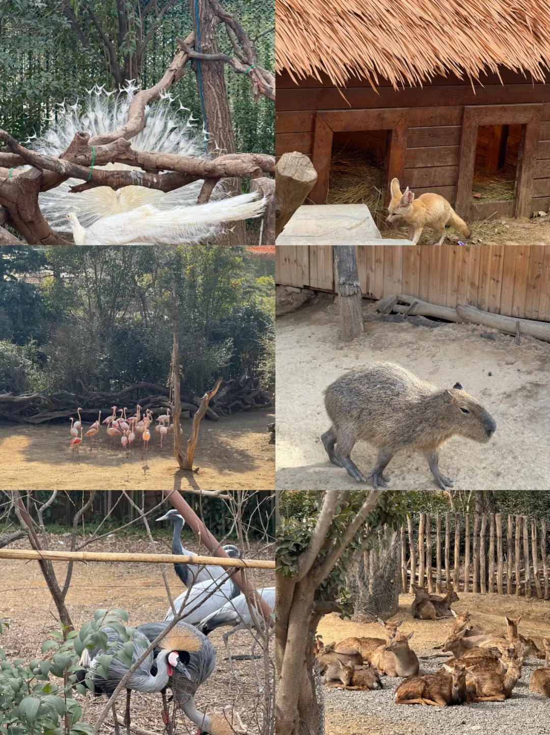🌟郑州银基动物王国一日游超全攻略来啦！🌟