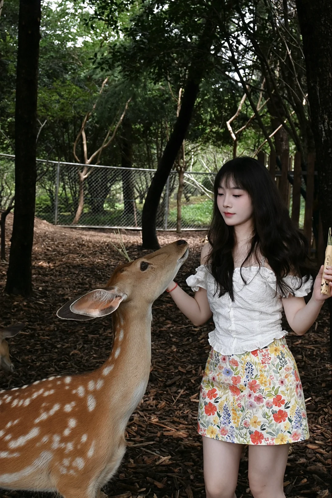 明孝陵免费得起早！！（不花钱看鹿🦌攻略）