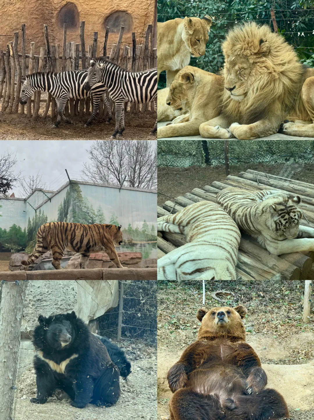 🌟郑州银基动物王国一日游超全攻略来啦！🌟