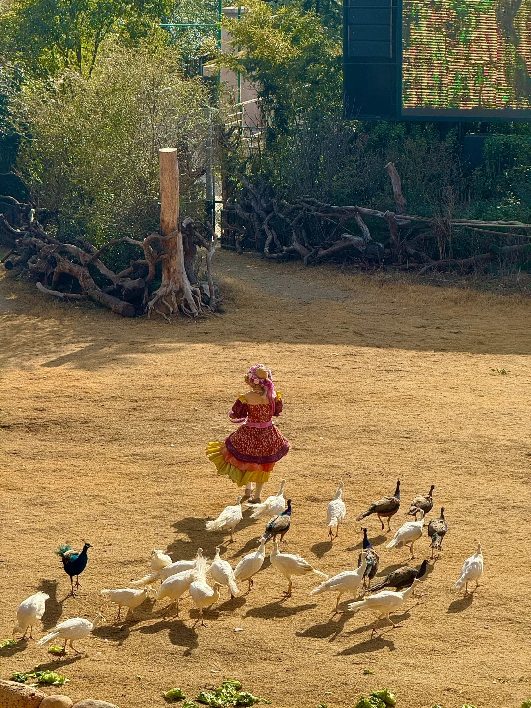 🌟郑州银基动物王国一日游超全攻略来啦！🌟