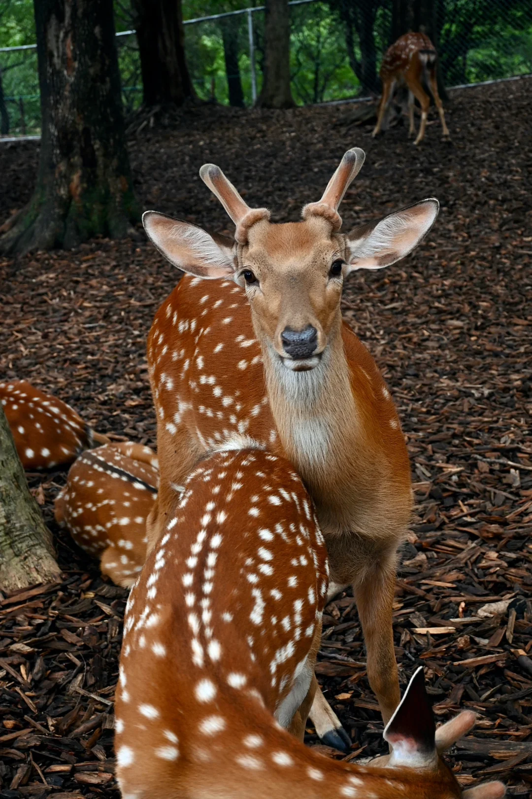 明孝陵免费得起早！！（不花钱看鹿🦌攻略）