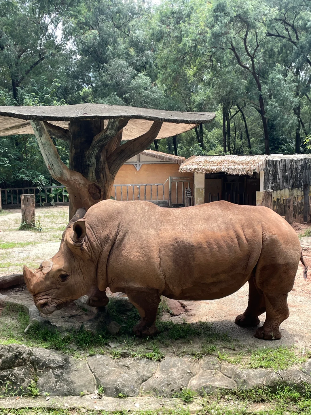 04女大独自南下📍广州三日游|路线分享~