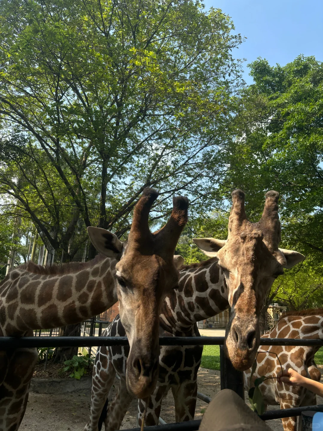 04女大独自南下📍广州三日游|路线分享~