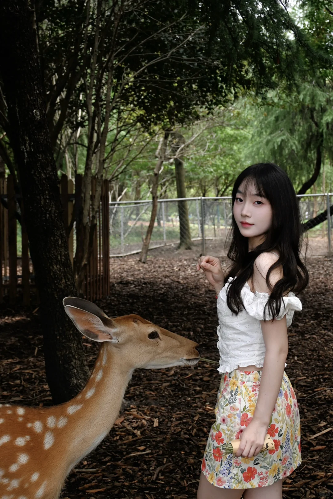 明孝陵免费得起早！！（不花钱看鹿🦌攻略）