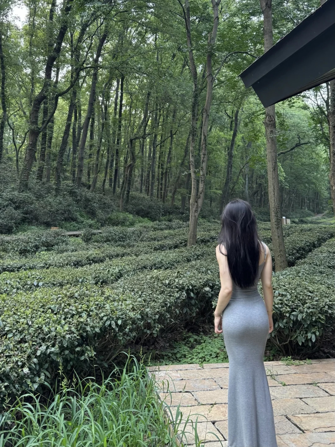 中山陵.雨花茶园