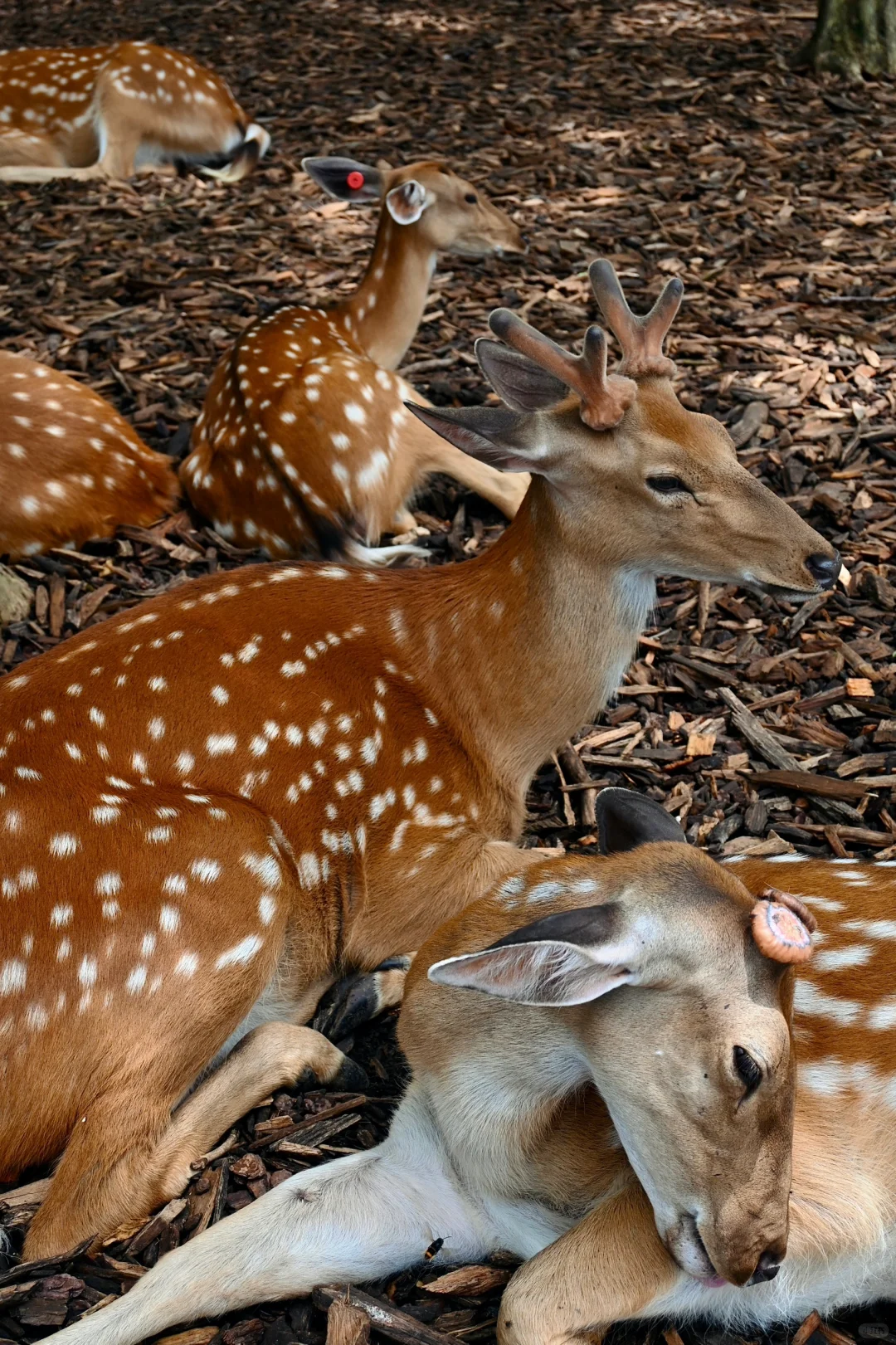 明孝陵免费得起早！！（不花钱看鹿🦌攻略）